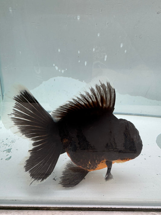 Original Shogun Oranda. WVF 080