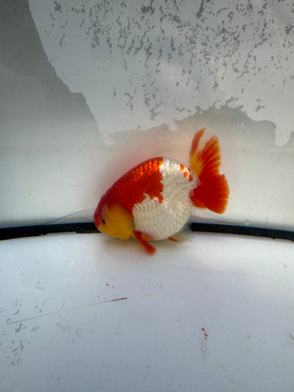 Red&white Ranchu. WVF1218