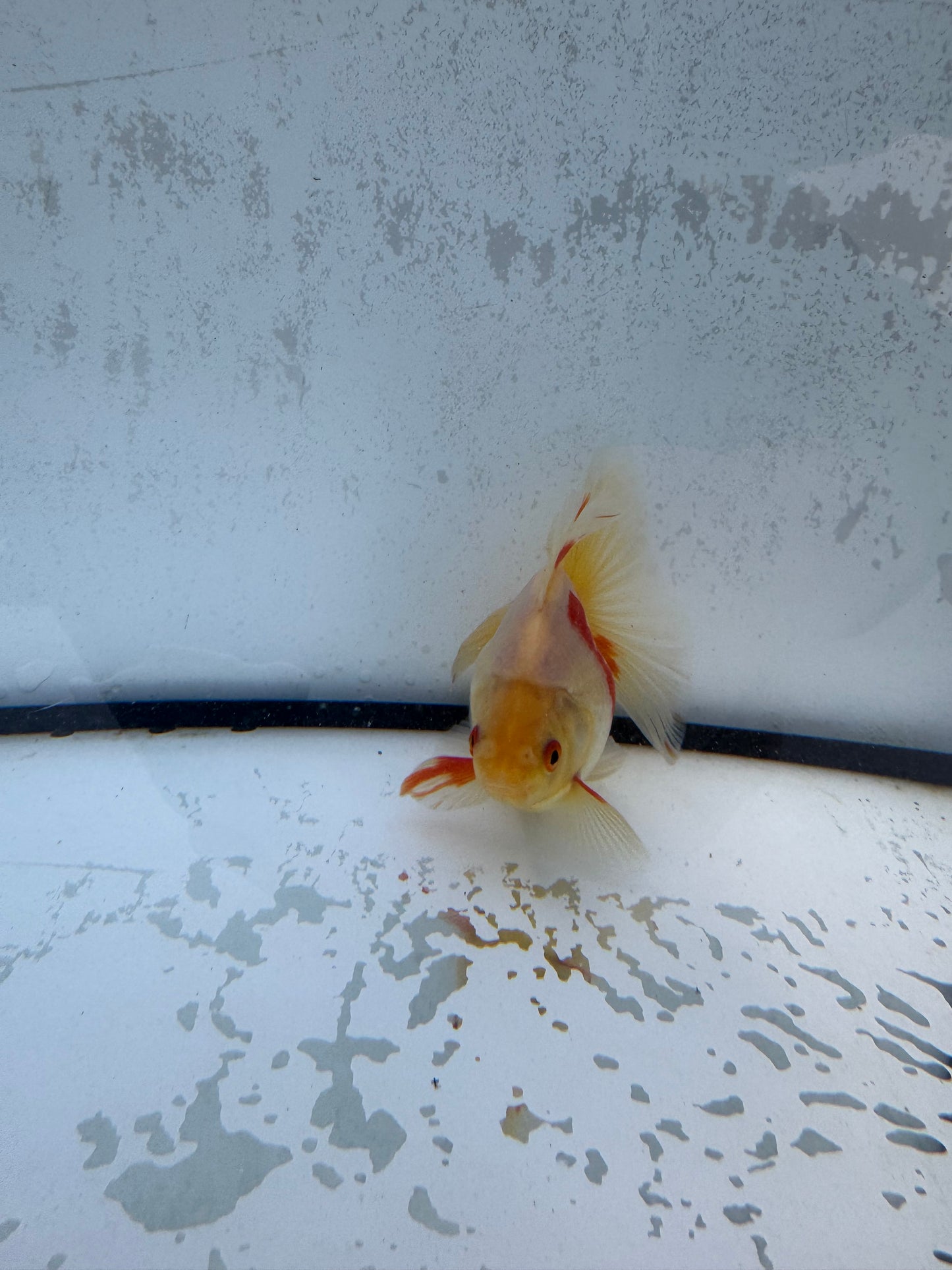 Red&white Broadtail Ryukin. WVF562