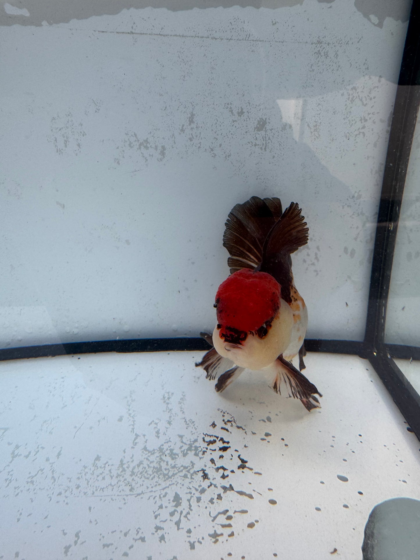 Tricolour Oranda. WVF481