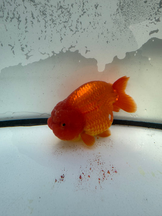Red Ranchu. WVF1217