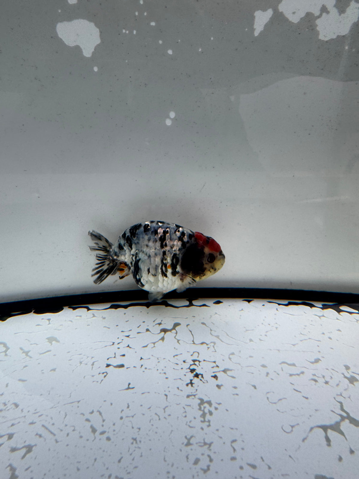 Metalic calico Ranchu. WVF1191