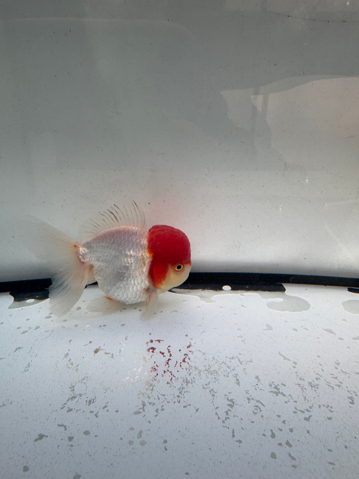 Red&white Oranda. WVF1244