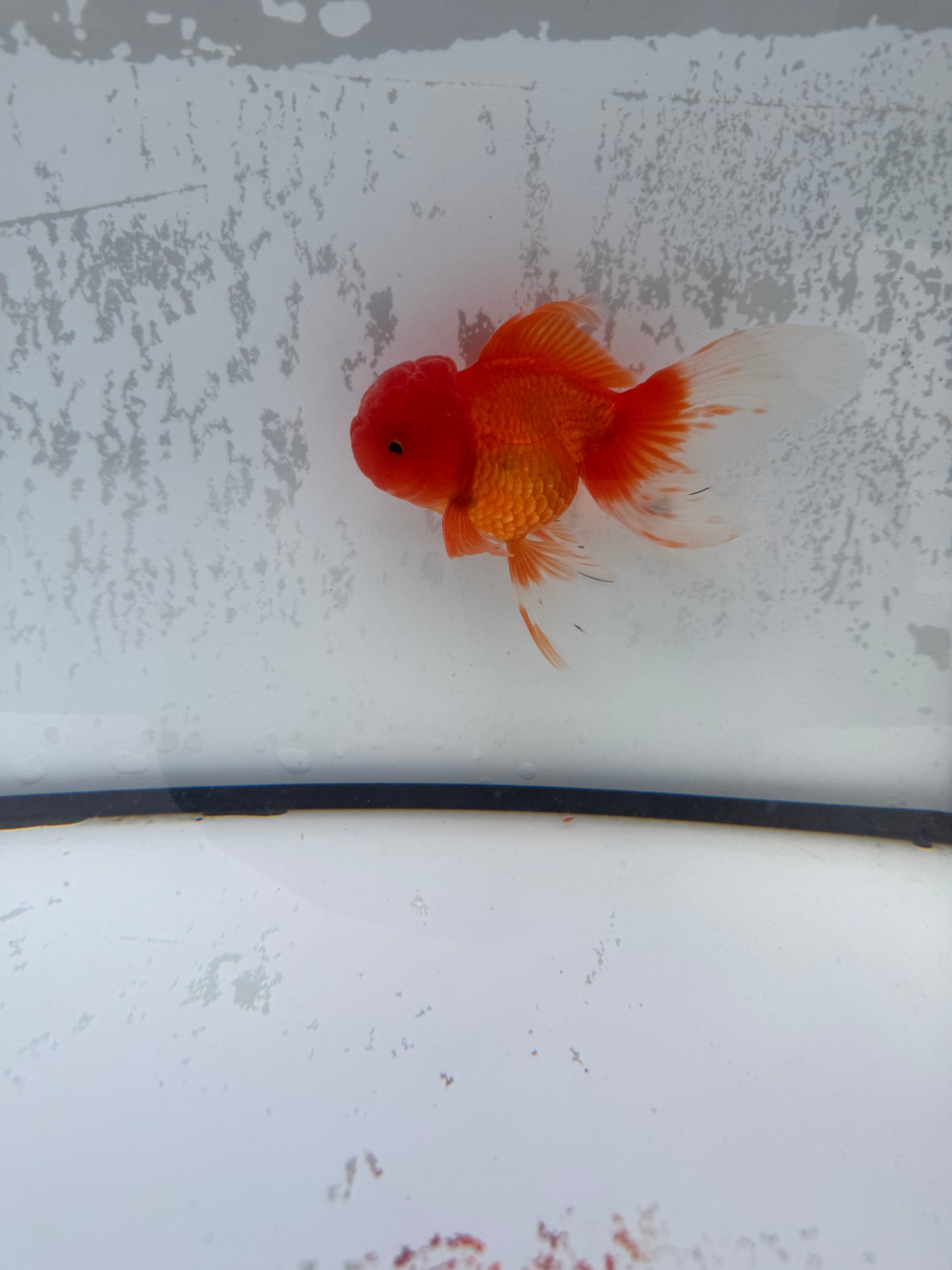 Red Oranda. WVF492