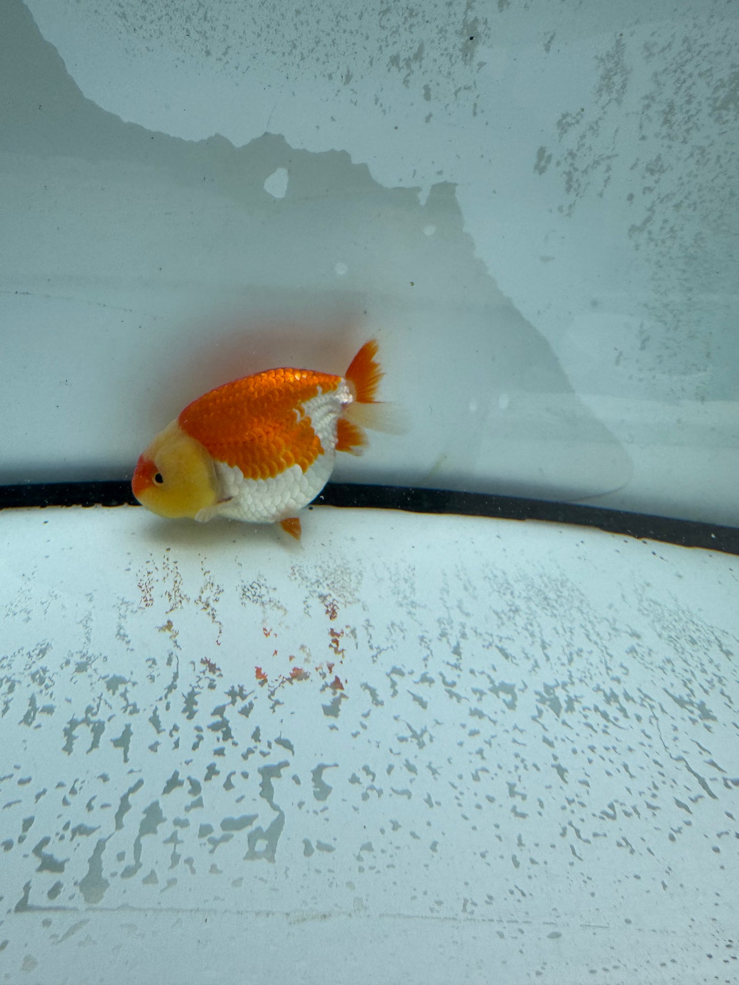 Red&white Ranchu. WVF1011