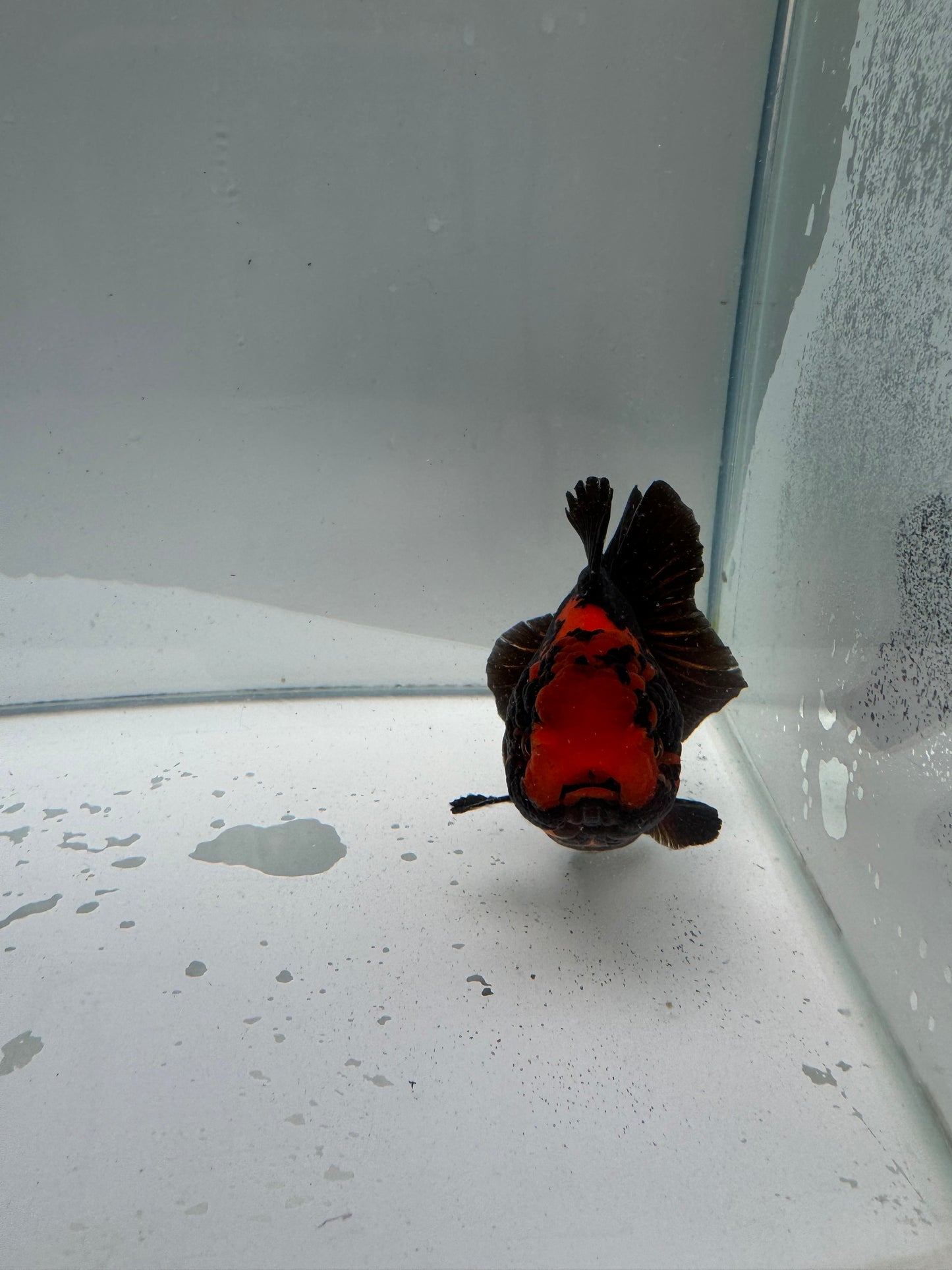 Apache Oranda.  WVF017