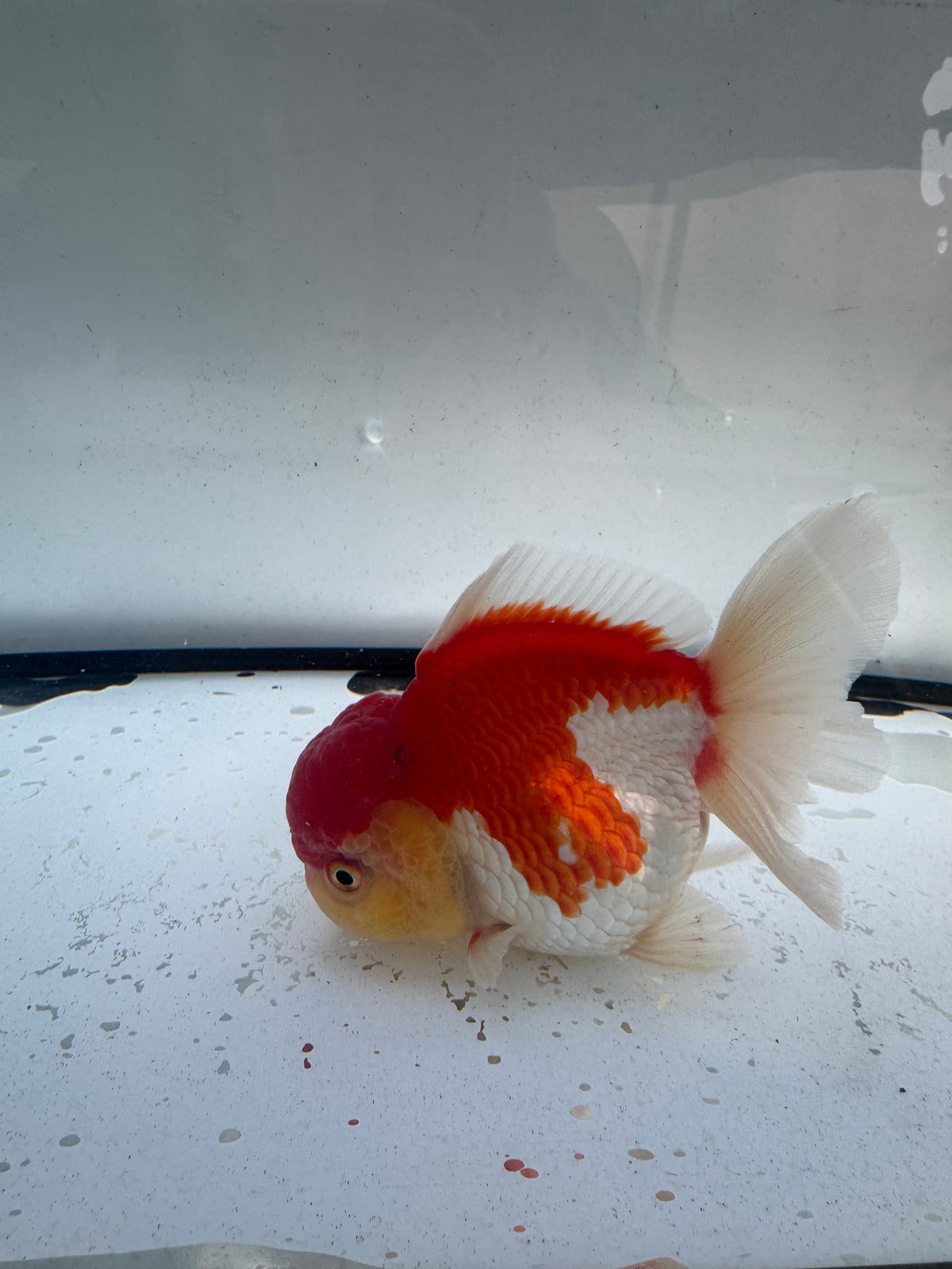 Red&white Oranda. WVF1246