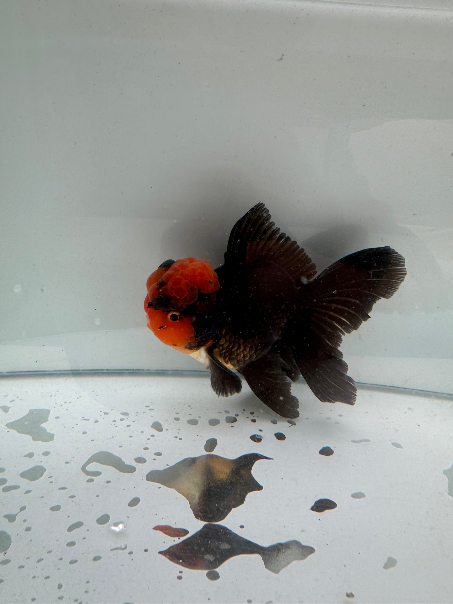 Apache Oranda. WVF244