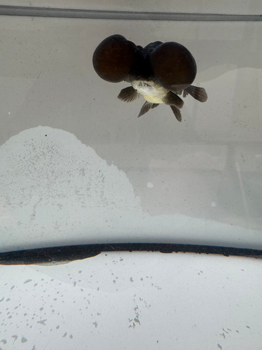Black/bronze bubble eye.  WVF1173