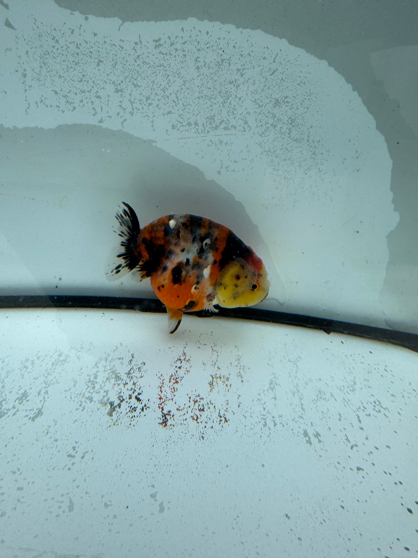 Calico Ranchu. WVF983
