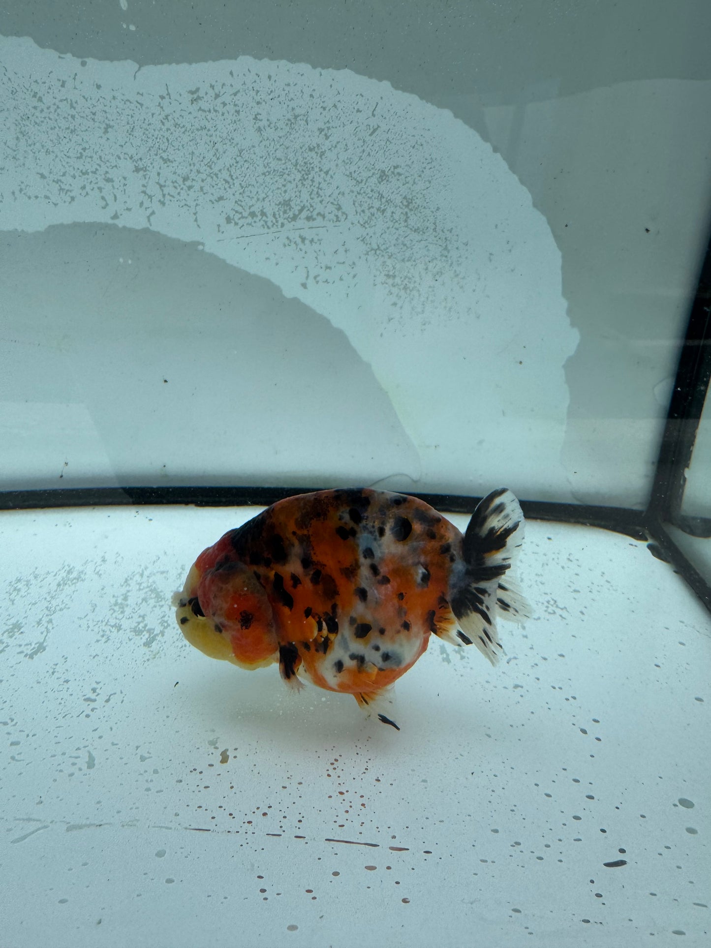 Calico Ranchu. WVF983