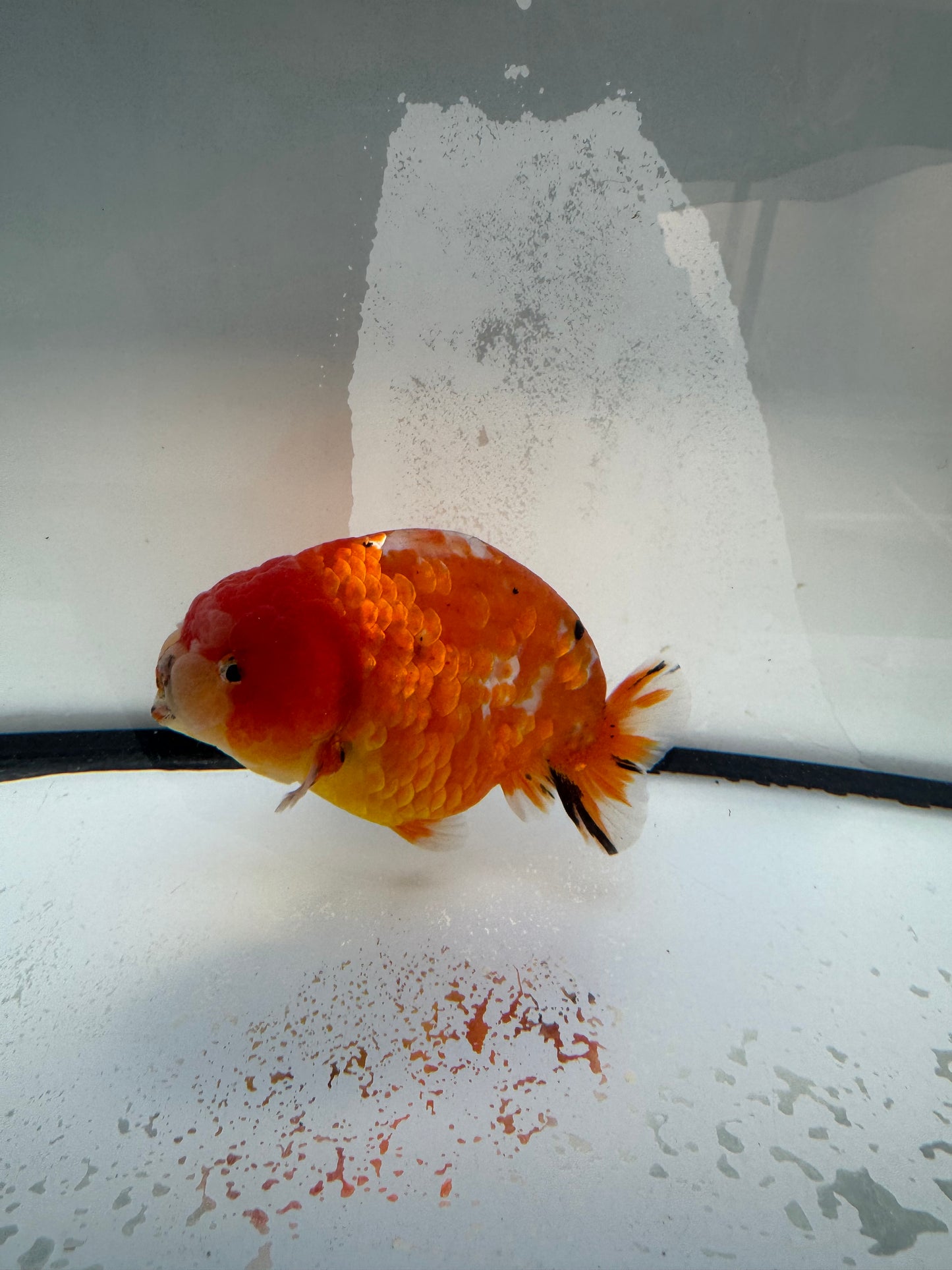 Sakura Ranchu. WVF1096