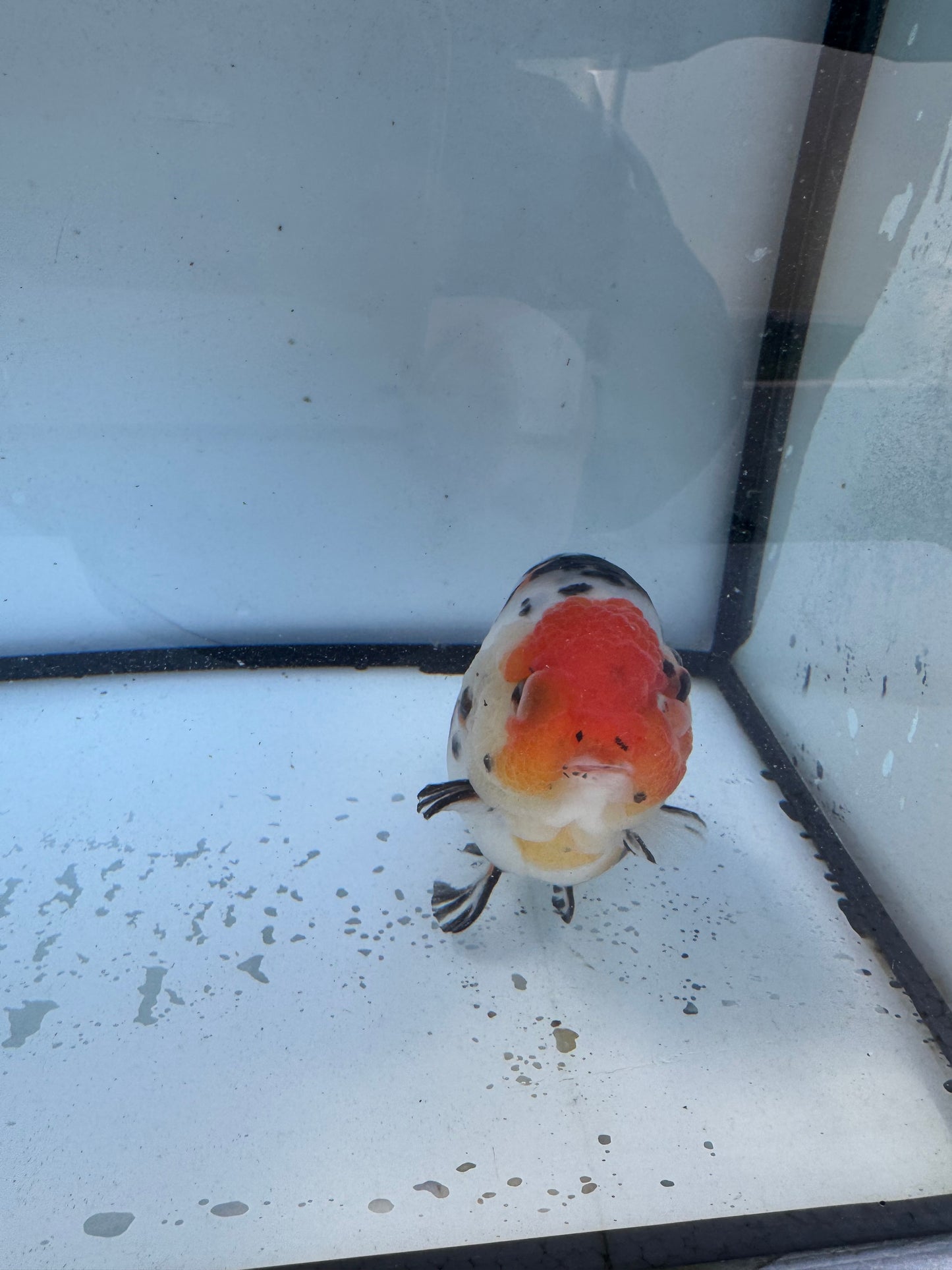 Calico Ranchu. WVF614