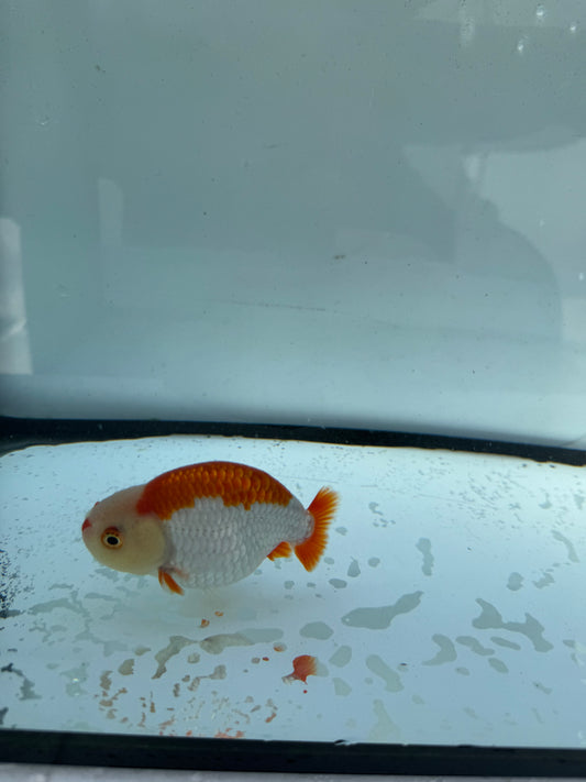 Red&white Ranchu. WVF730