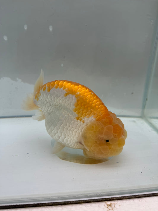 Lemon and white Ranchu.  WVF089