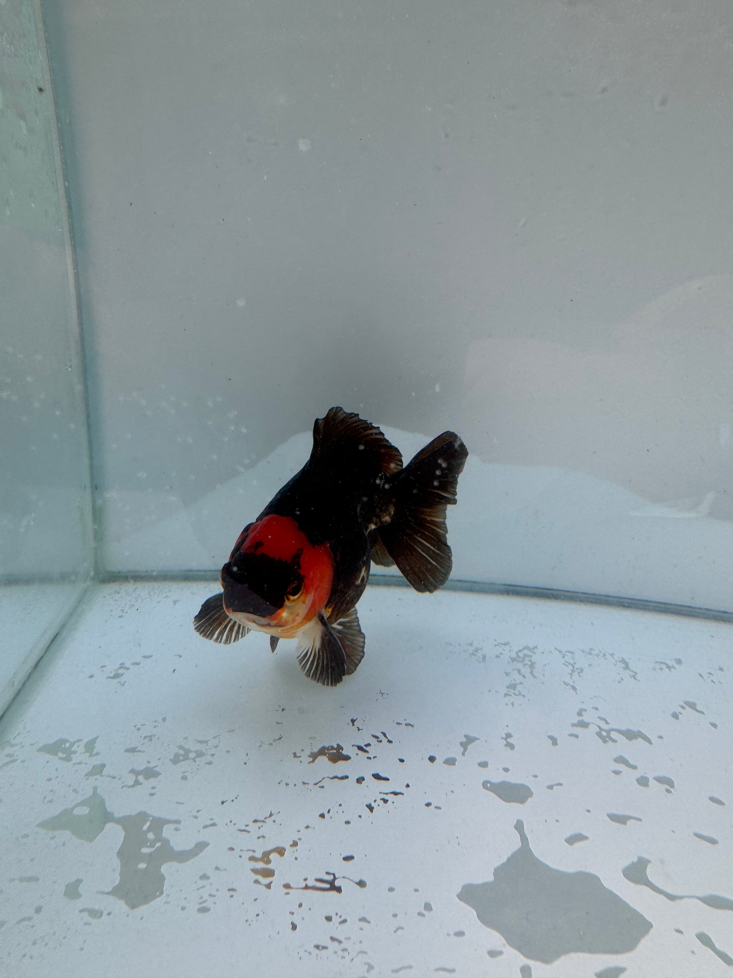 Tricolor Oranda. WVF054