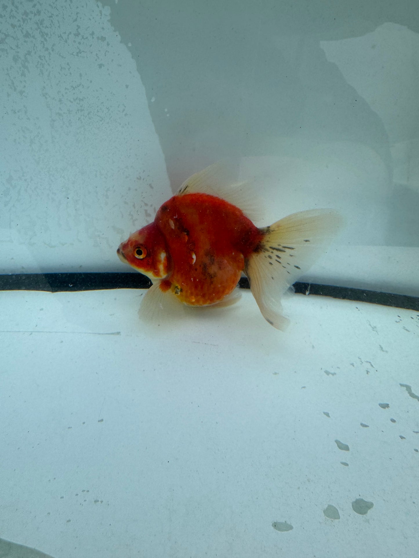 Broadtail Calico Ryukin. WVF704