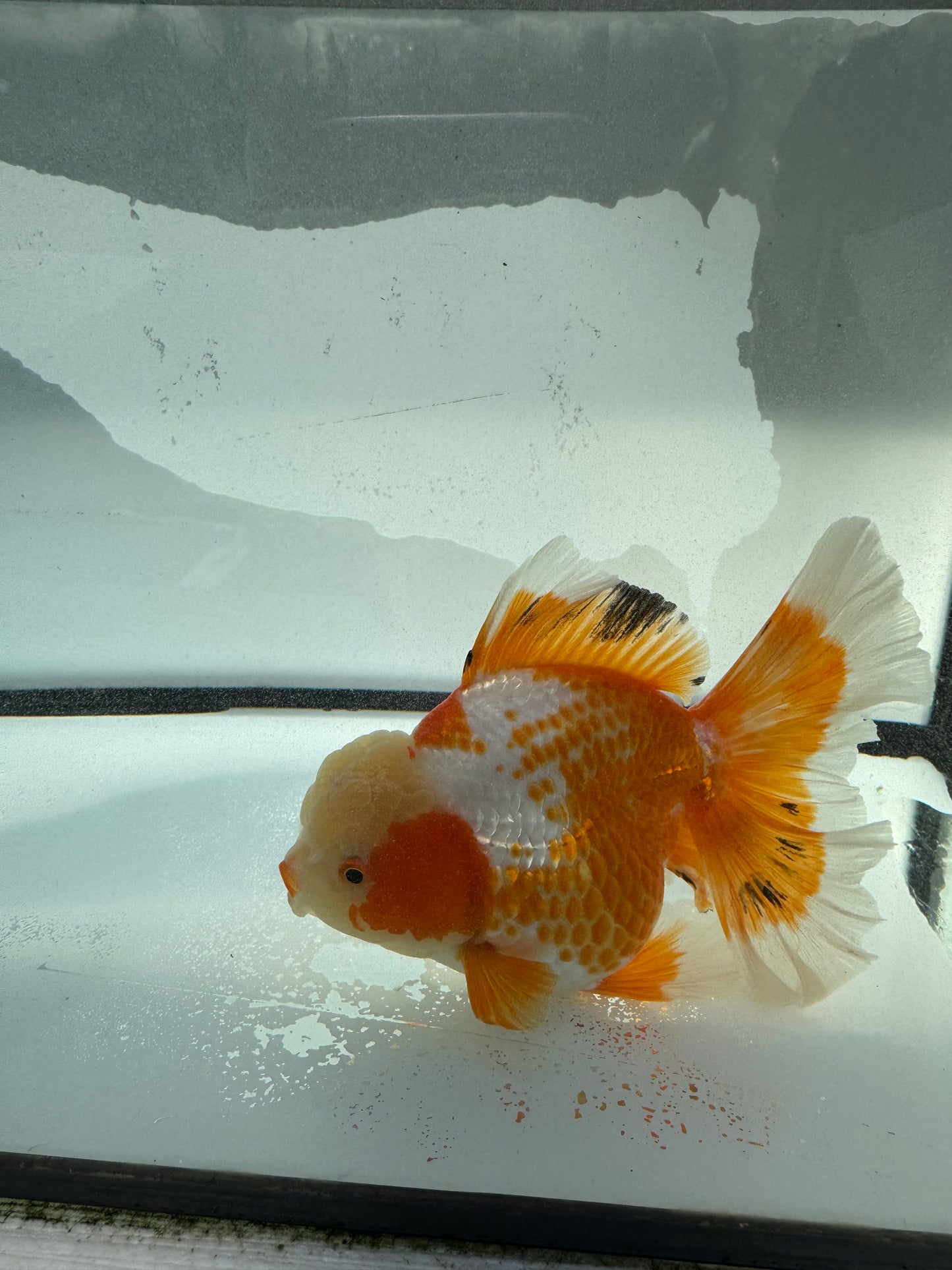 Red&white Oranda. WVF1046
