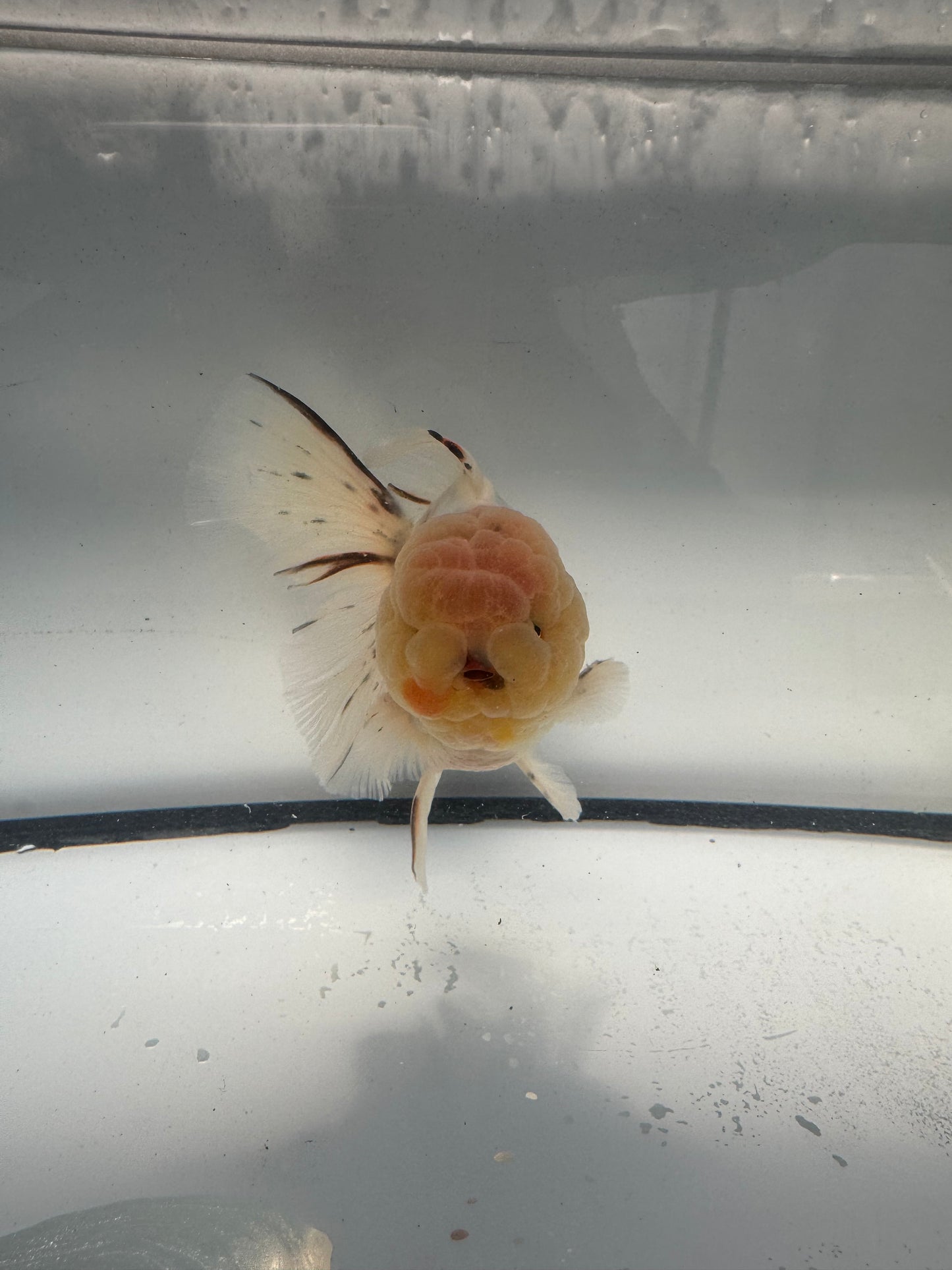 Calico Oranda.  WVF914