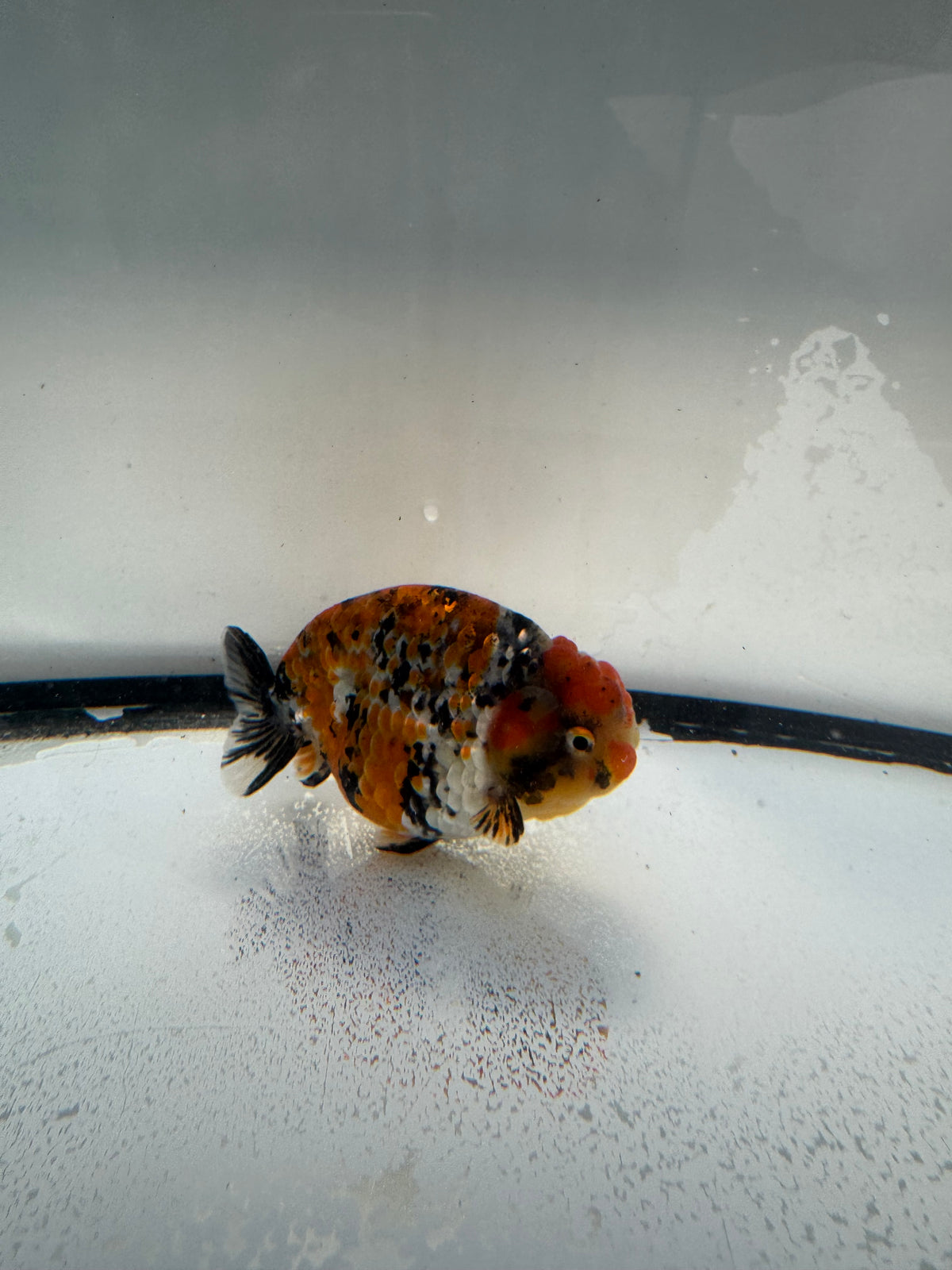 Metalic calico Ranchu. WVF1079
