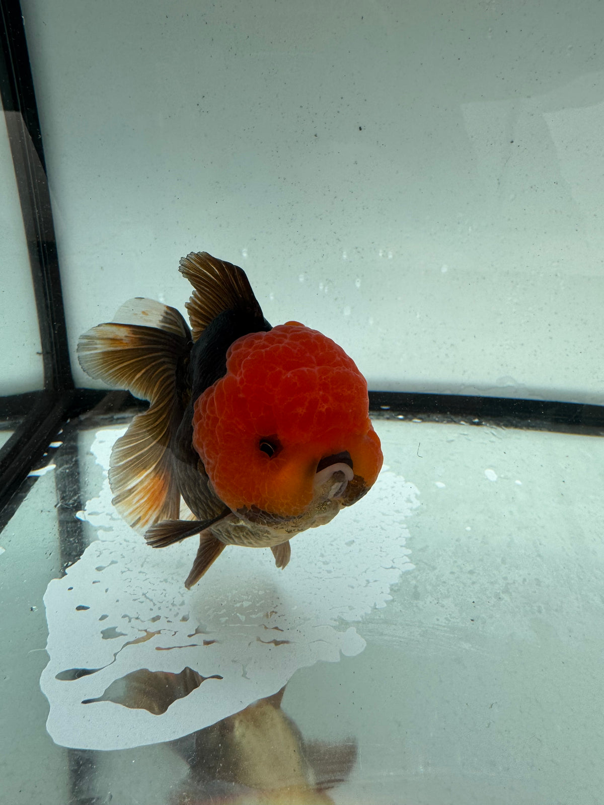 Redhead black/bronze Oranda.  WVF1161