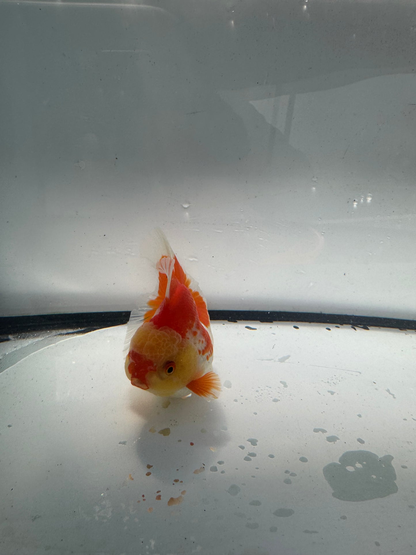 Red&white Oranda. WVF941