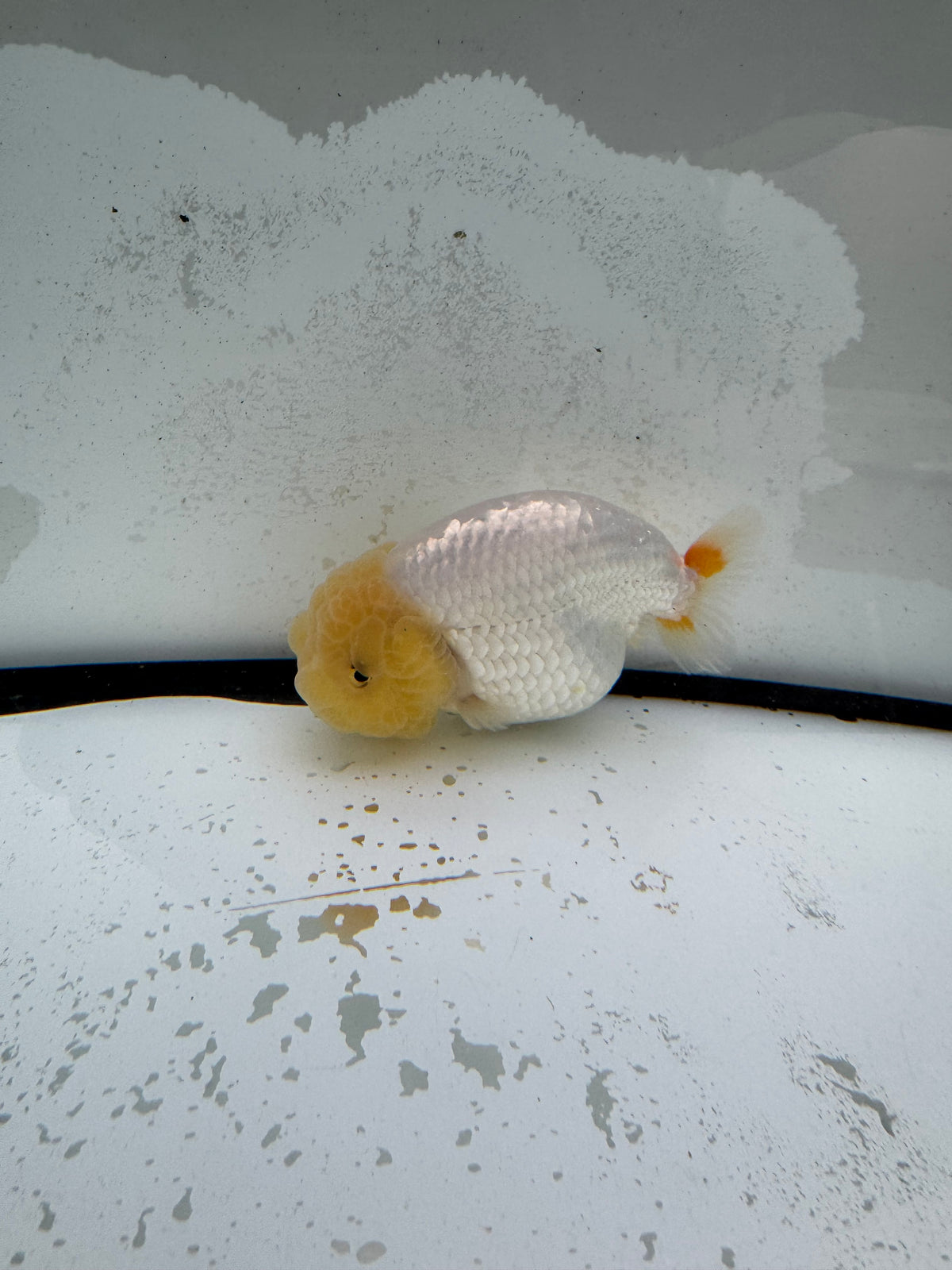 Dragonhead Ranchu. WVF1179