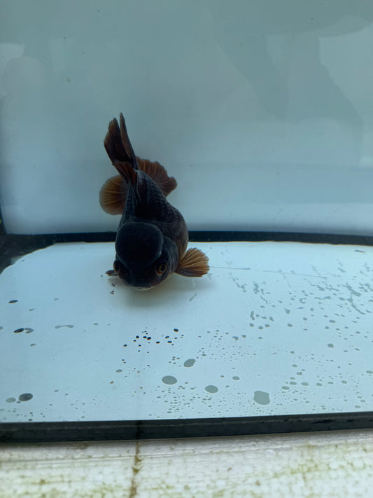 Bronze&white Oranda. WVF705