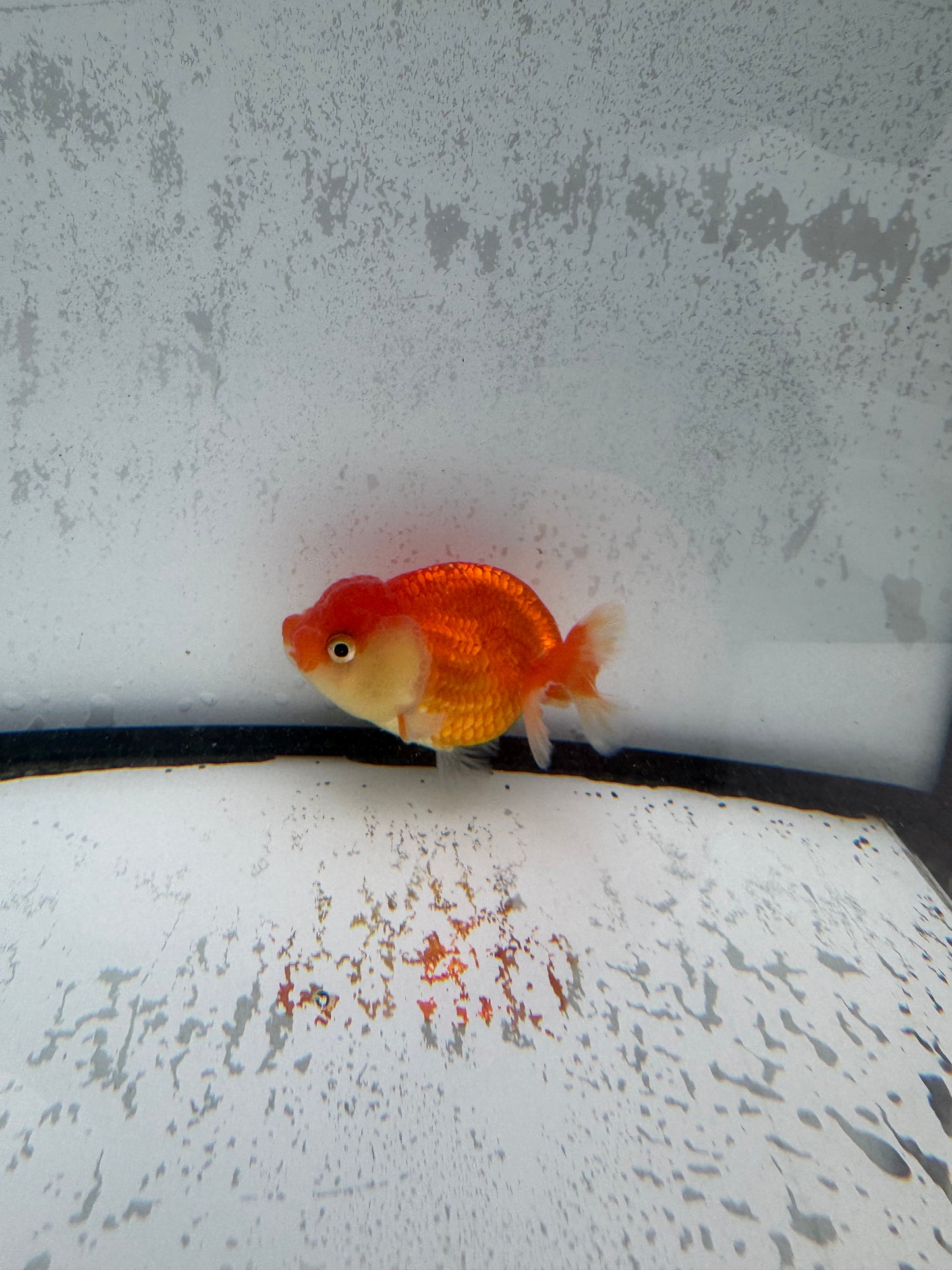 Red&white Ranchu. WVF511