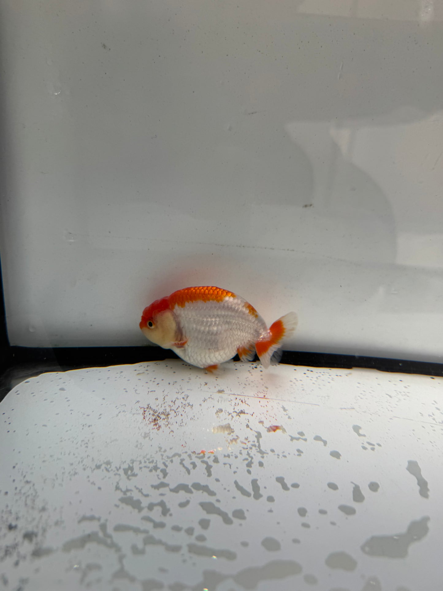 Red&white Ranchu. WVF728