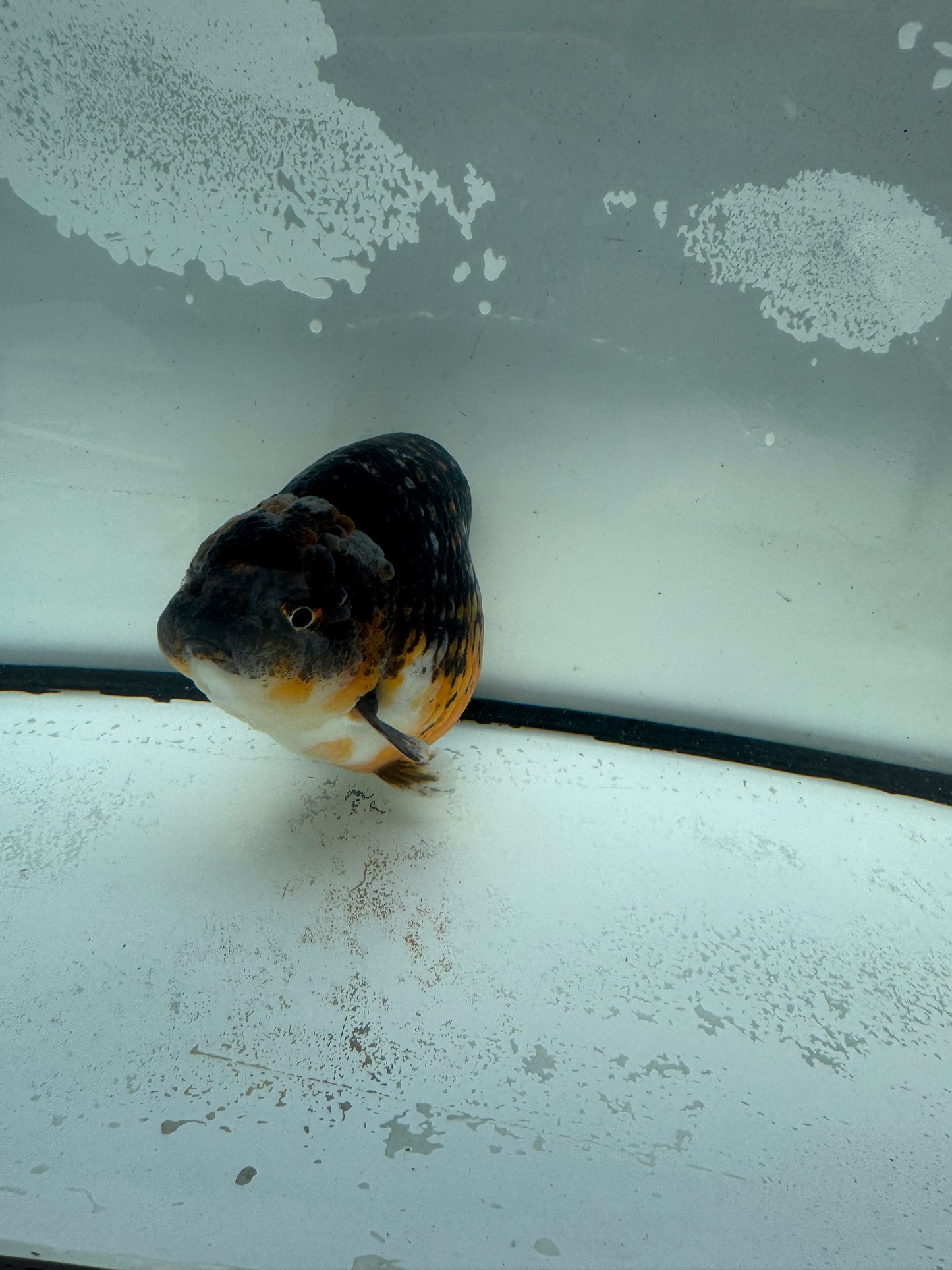 Kirin Ranchu.  WVF945