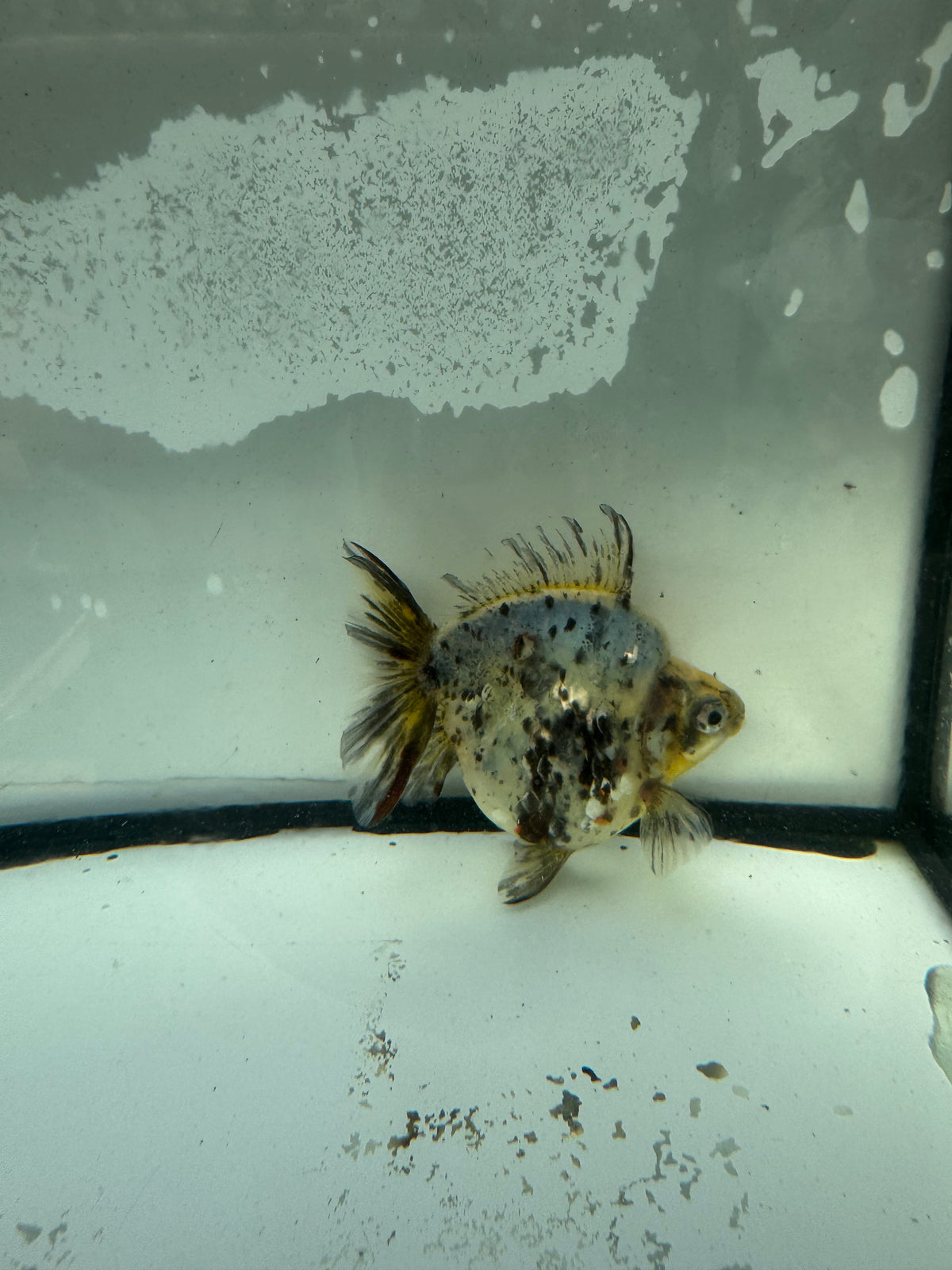 Calico Ryukin. WVF1207