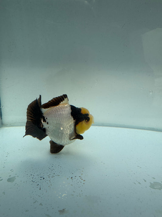 Short tail panda Oranda  WVF261. Direct from Nana farm