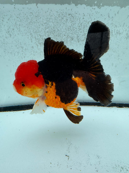 Tricolour Oranda. WVF1134