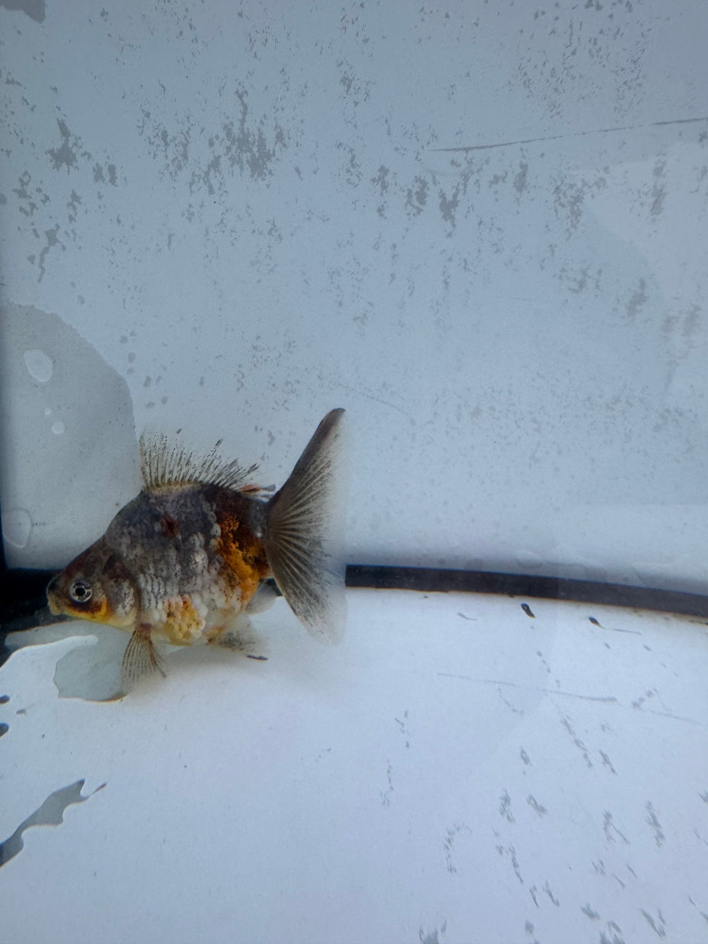 Kirin broadtail Ryukin. WVF579