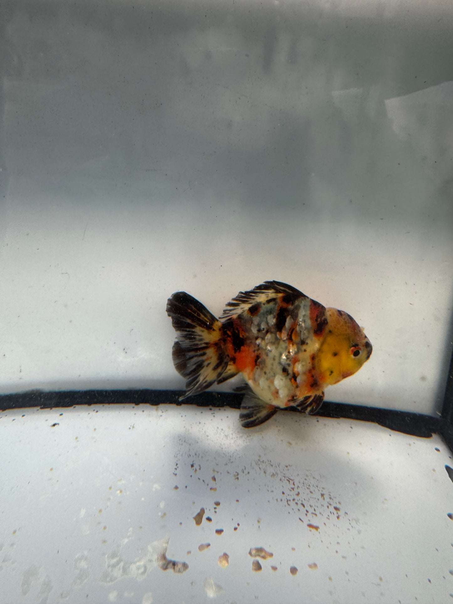 Calico short tail Oranda. WVF1055