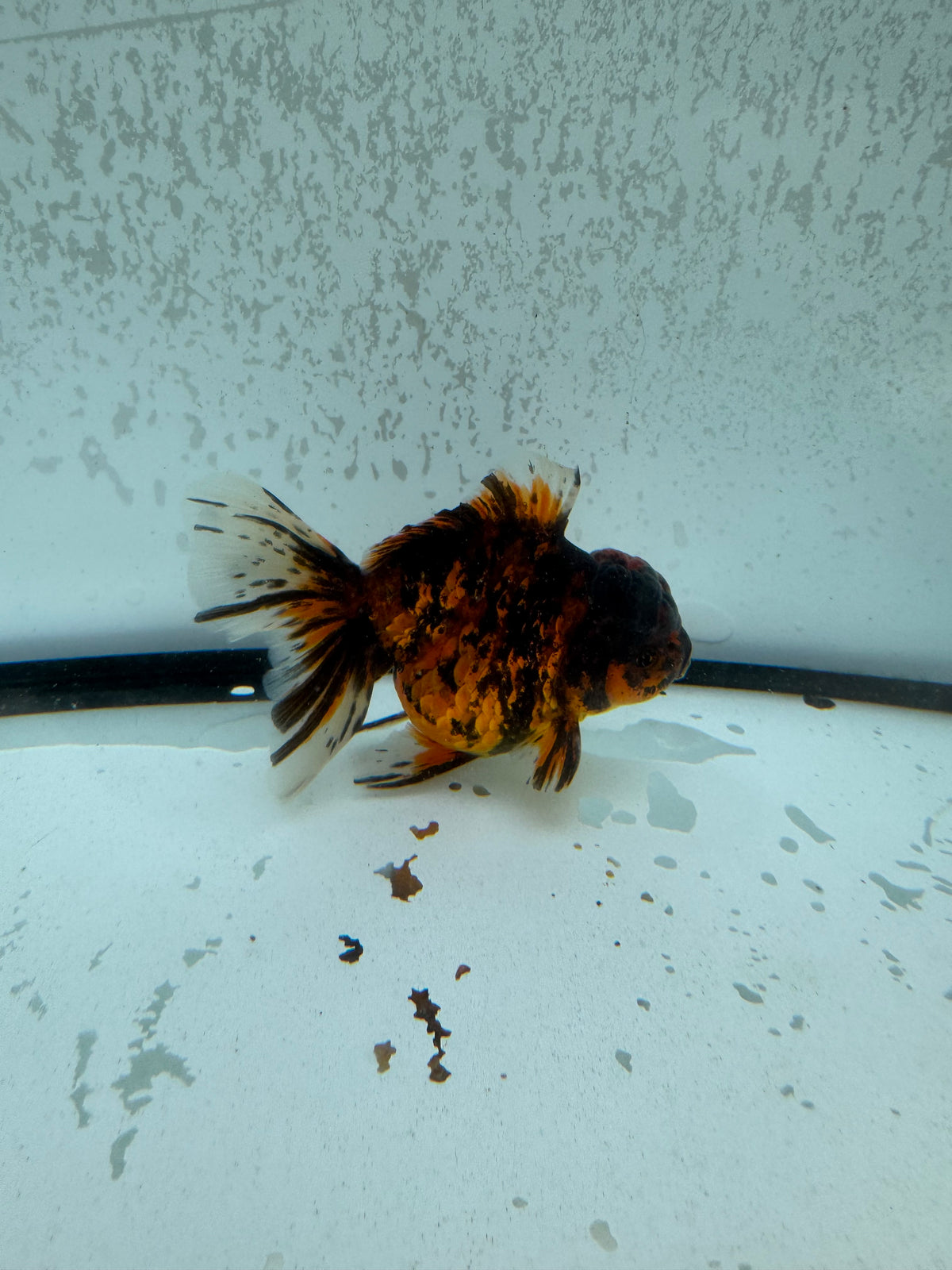 Red tiger Oranda. WVF1252