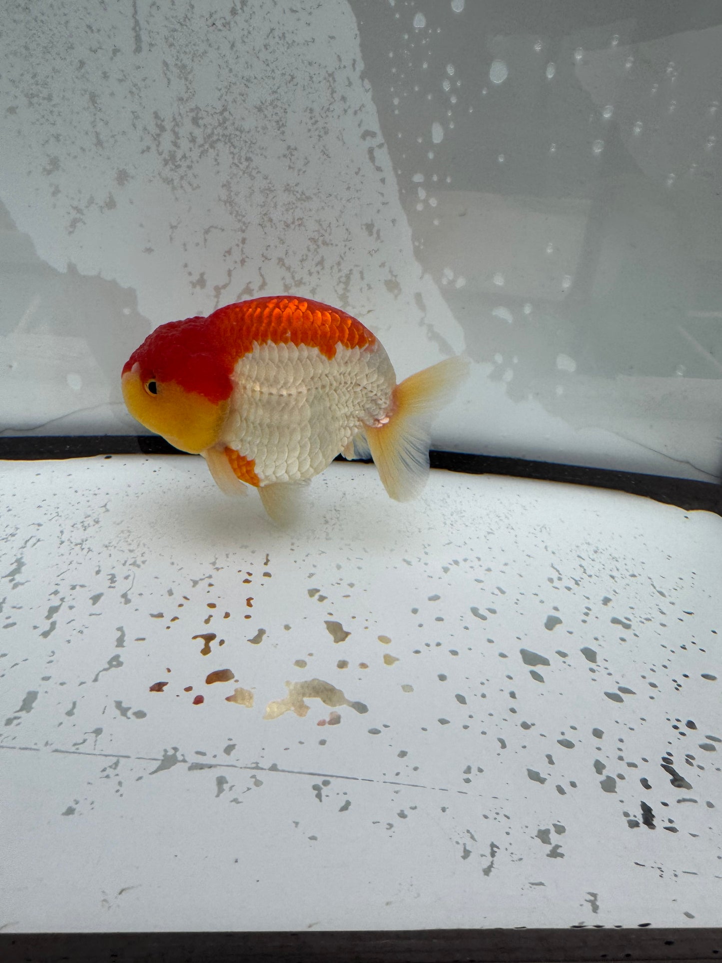 Red&white Ranchu. WVF1113