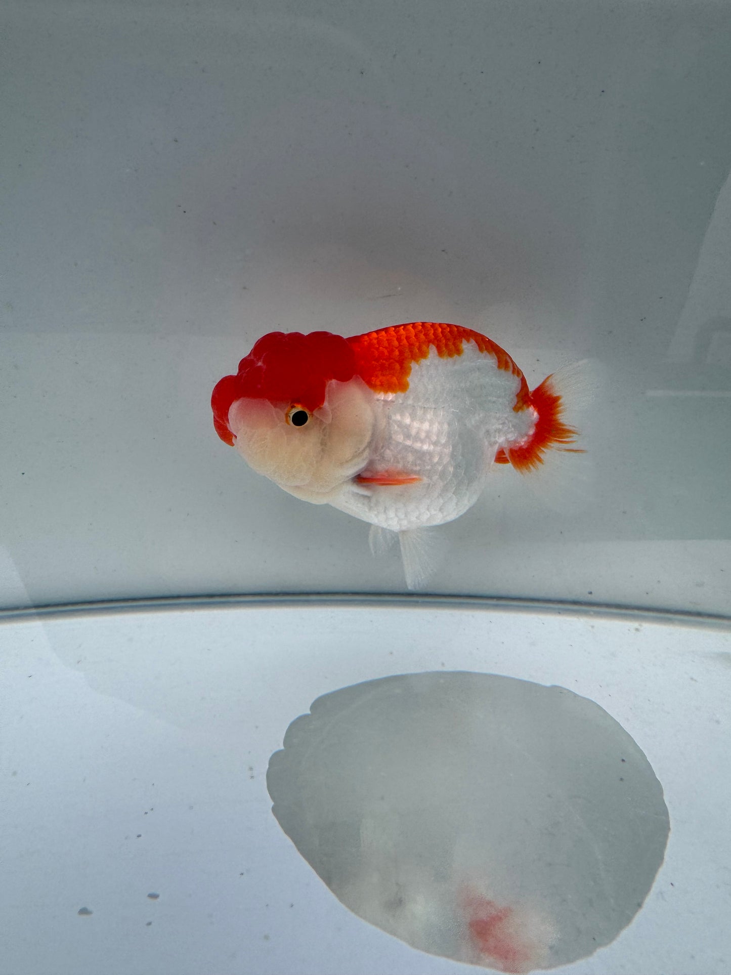 Red&white hybrid buffalo ranchu. WVF095