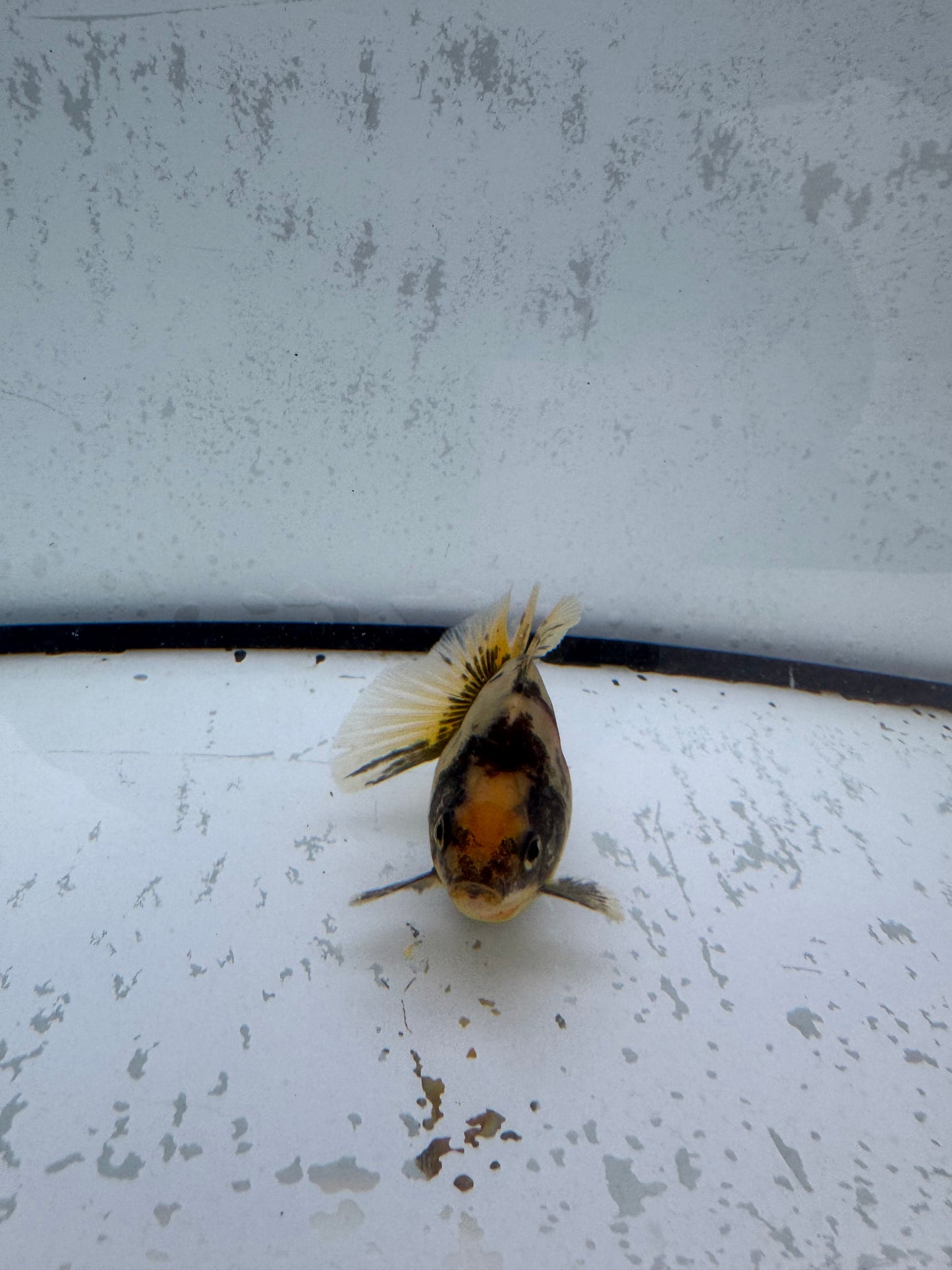 Calico broadtail Ryukin. WVF582