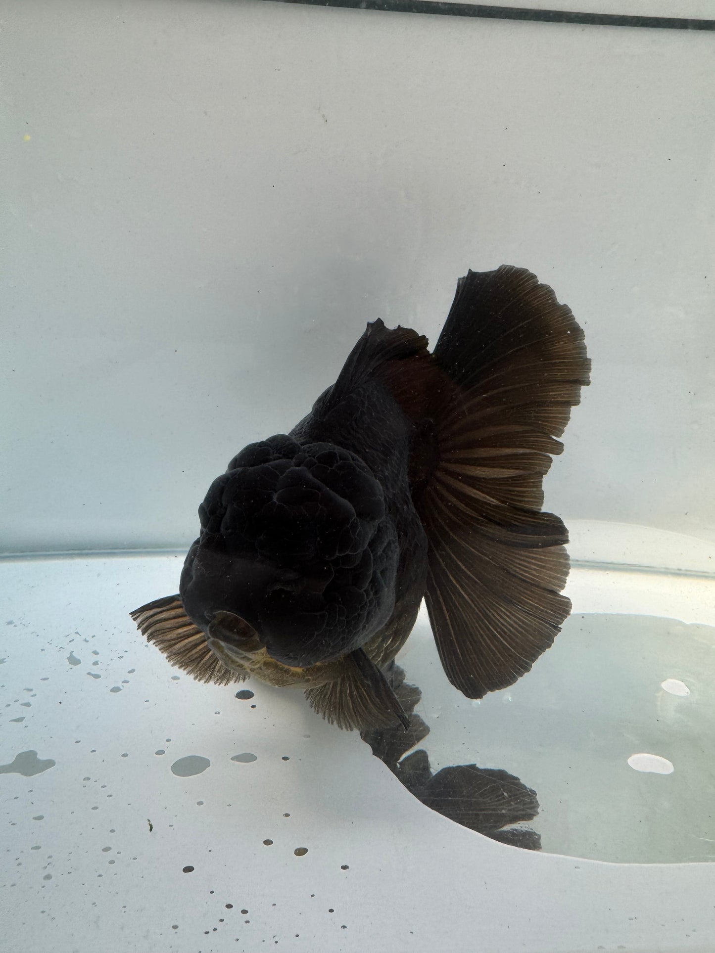 Black Oranda.  WVF157