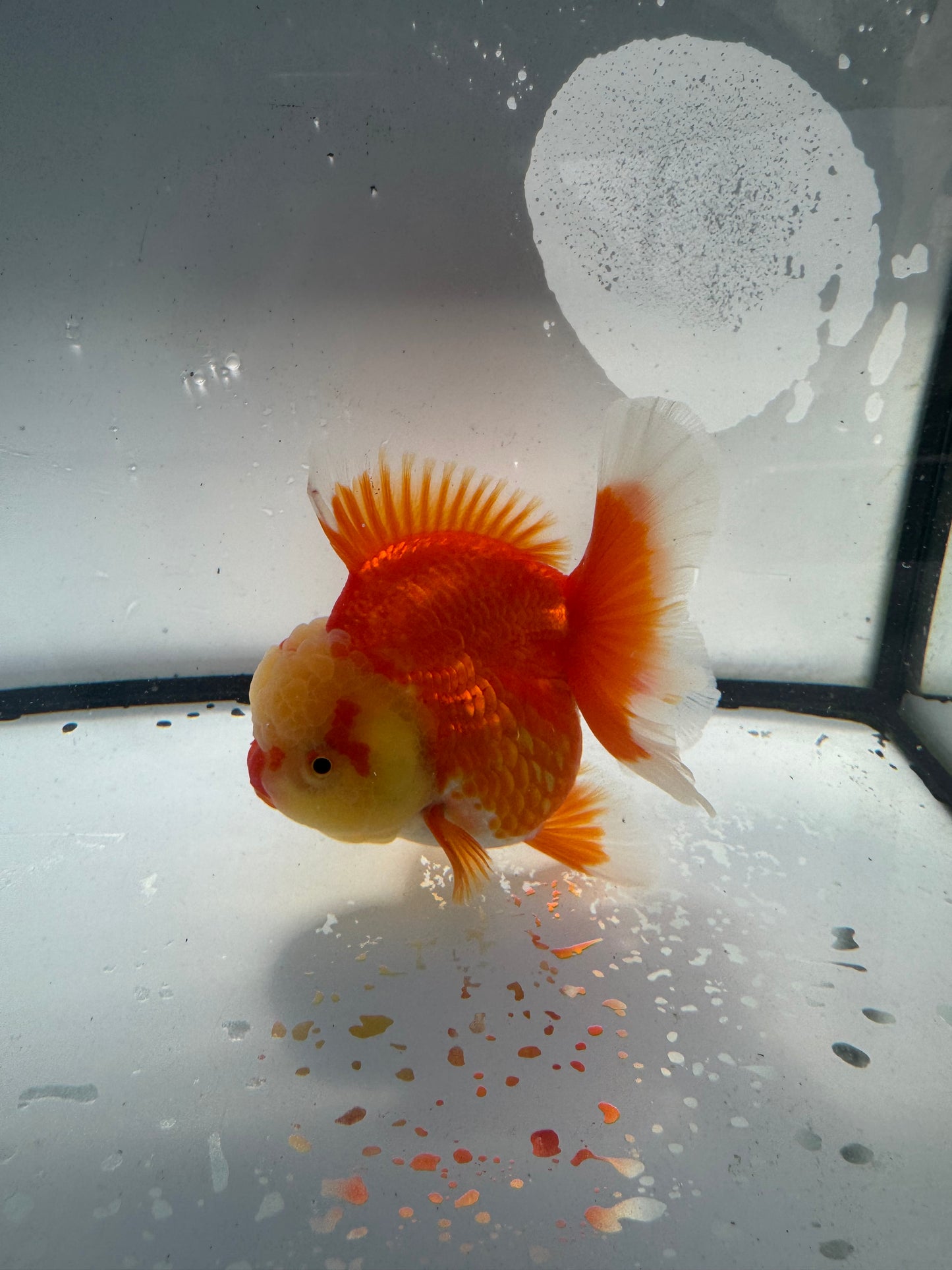 Red&white Oranda.  WVF938