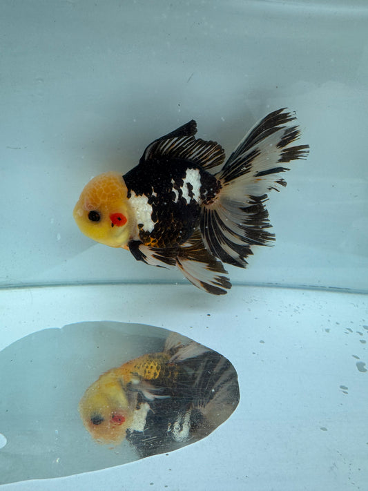 Panda/Tricolour Oranda. WVF303