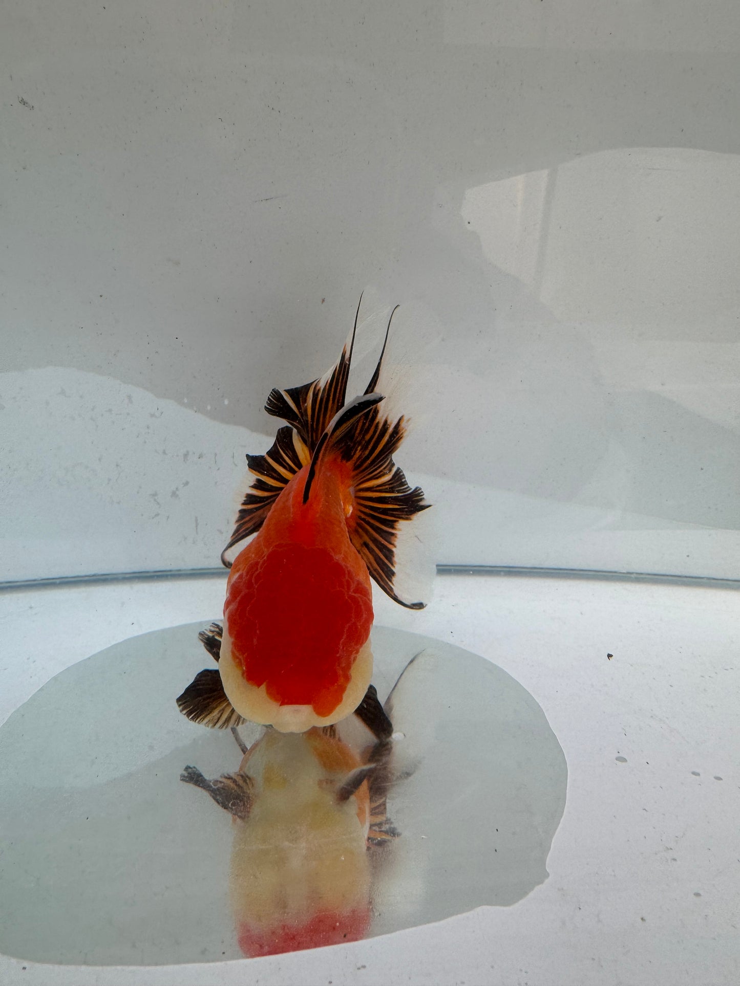 Tricolour Oranda. WVF282