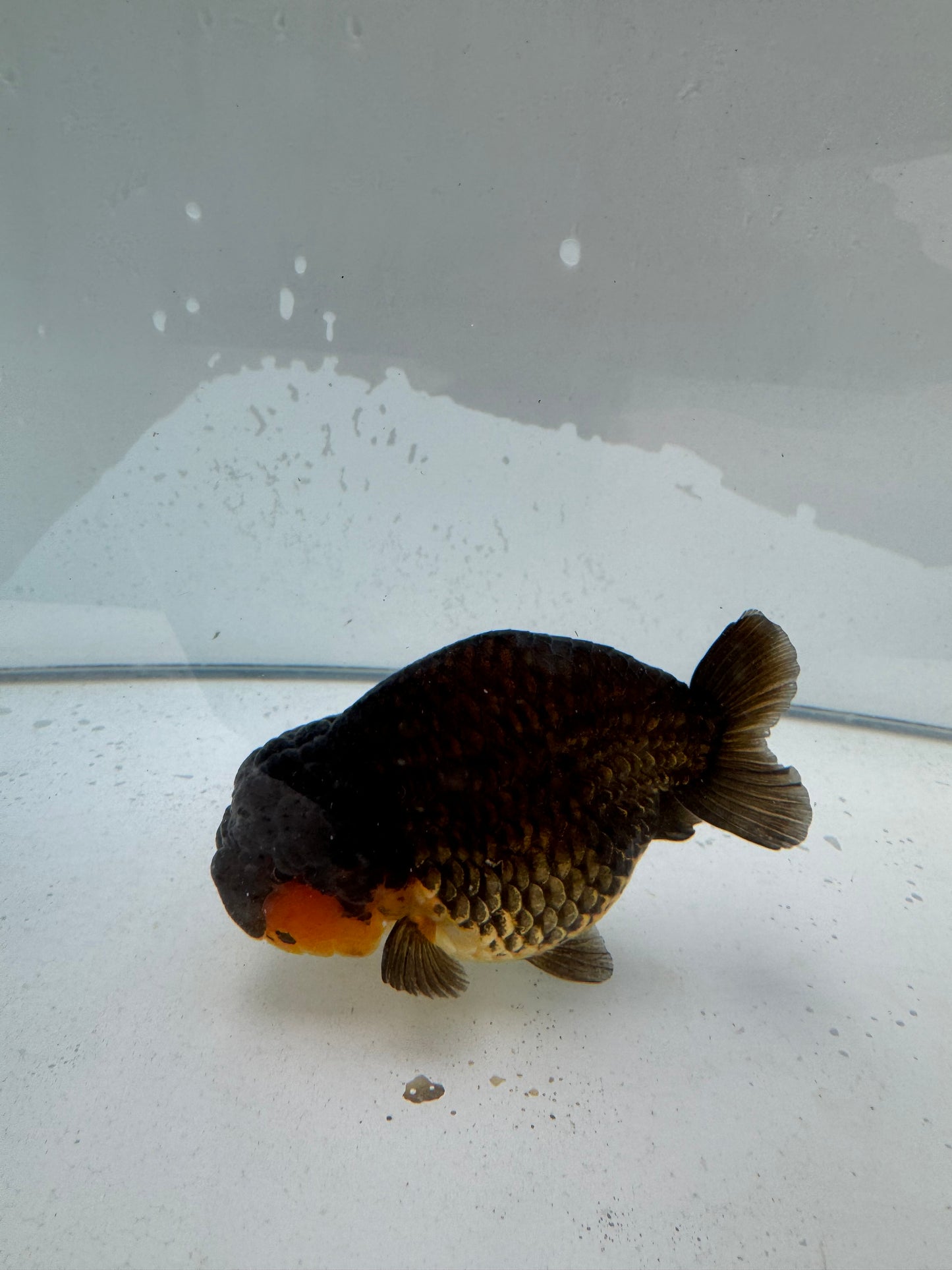 Apache Ranchu.  WVF210