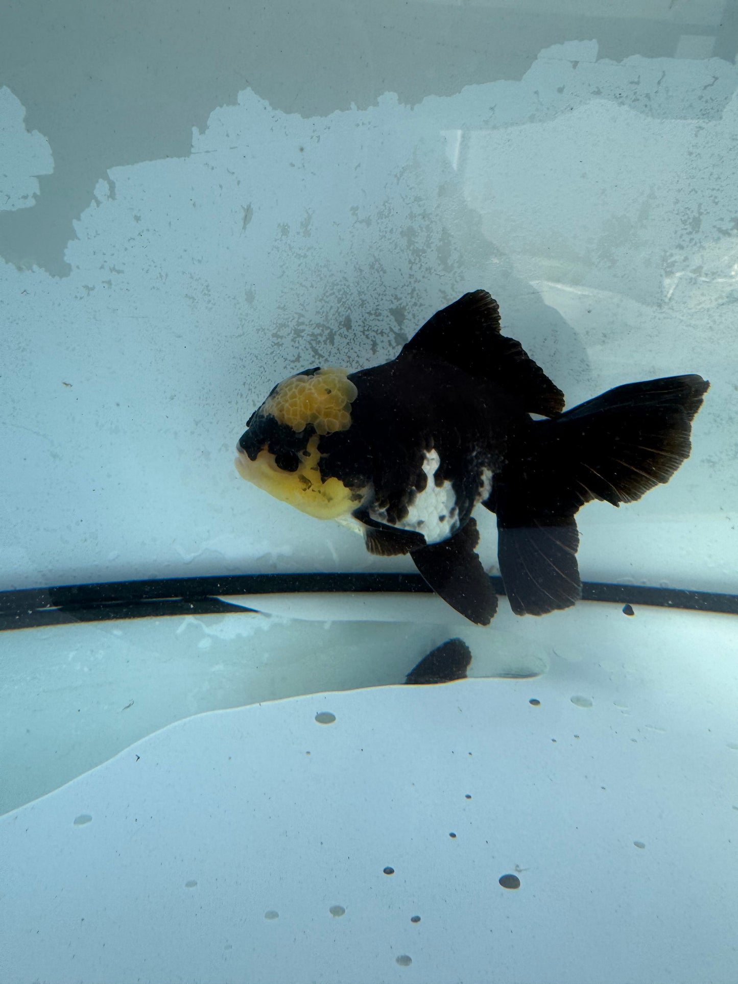 Panda Oranda. WVF416