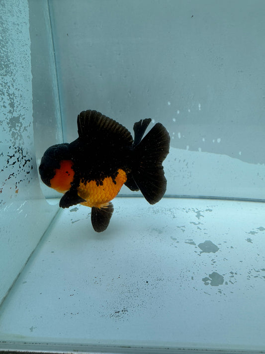 Apache Oranda.  WVF016