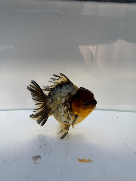 Calico shogun Oranda. WVF329 direct from Jack Shogun