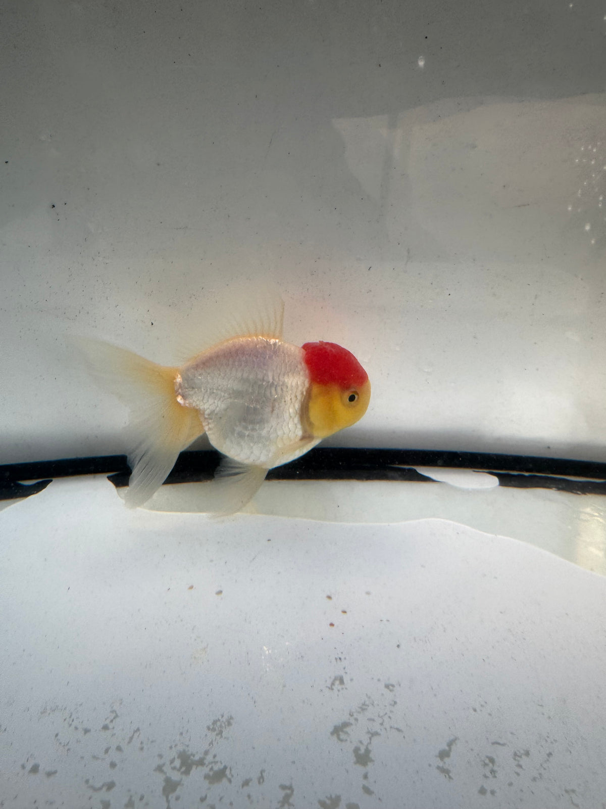 Redcap Oranda. WVF1248