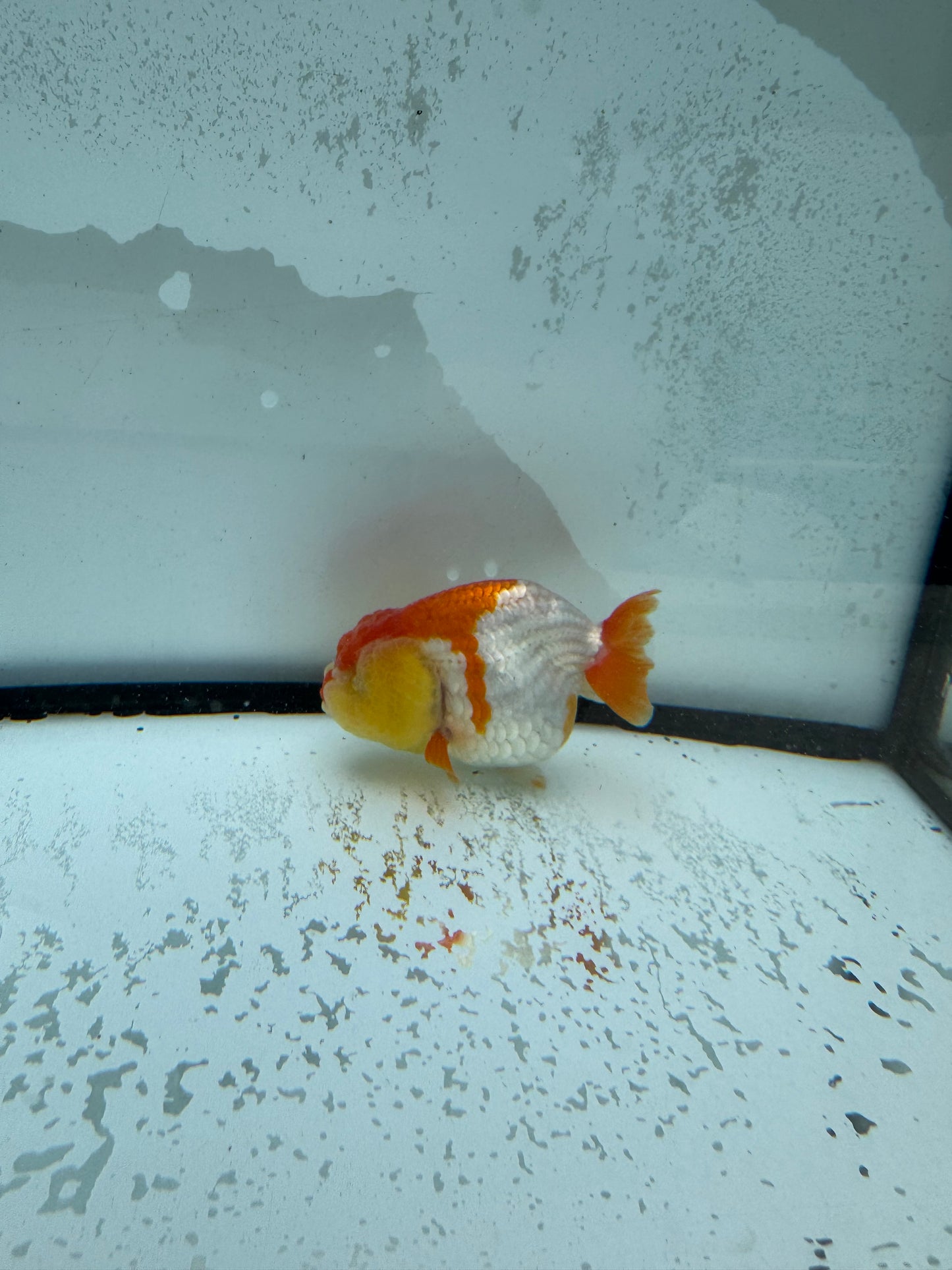 Red&white Ranchu. WVF1009